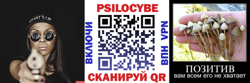 Псилоцибиновые грибы Psilocybe Костерёво